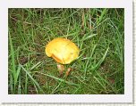 0498-Fungi near Bridford Reservoirs * 800 x 600 * (145KB)